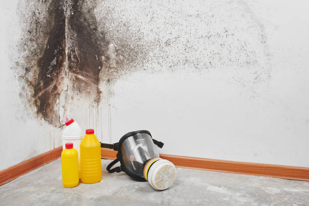 Reliable Bakersfield Country Clu, CA Mold Removal Solutions