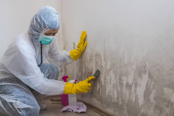 Mold Removal and Inspection in Bakersfield Country Clu, CA